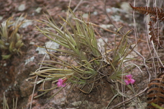 Tillandsia argentina