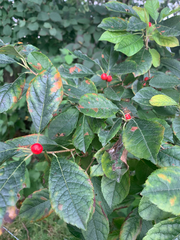 Ilex verticillata