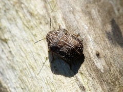 Psacasta tuberculata