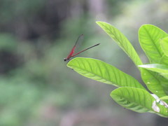 Hetaerina rosea