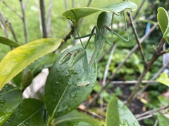 Mantidae