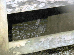 Sylvilagus brasiliensis