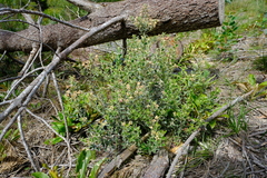 Podalyria variabilis