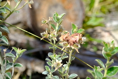 Podalyria variabilis