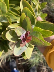 Santalum paniculatum