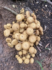 Desarmillaria caespitosa