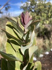 Santalum paniculatum