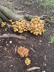 Desarmillaria caespitosa