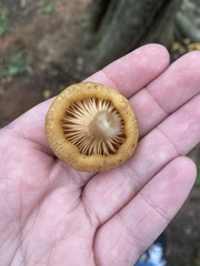 Desarmillaria caespitosa