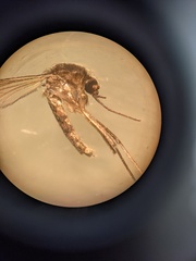 Aedes (Ochlerotatus) atlanticus image