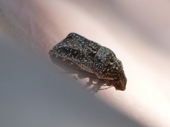 Psacasta tuberculata