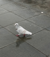 Columba livia domestica