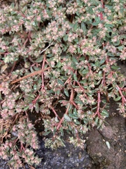 Euphorbia maculata