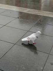 Columba livia domestica