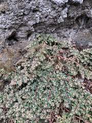 Euphorbia maculata