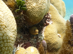 Gymnothorax miliaris