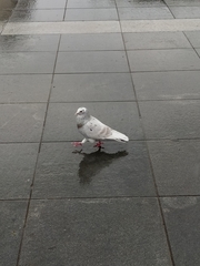Columba livia domestica
