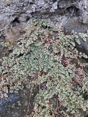 Euphorbia maculata