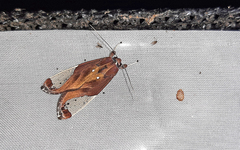 Bertholdia albipuncta