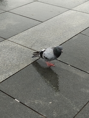 Columba livia domestica