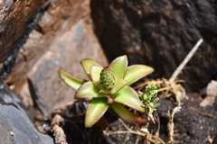 Orostachys maximowiczii