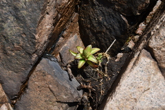 Orostachys maximowiczii