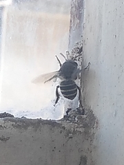 Anthophora californica