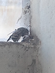 Anthophora californica