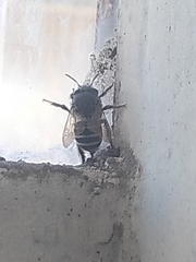 Anthophora californica