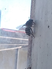 Anthophora californica