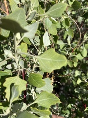 Chenopodium oahuense