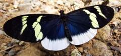 Heliconius eleuchia eleuchia