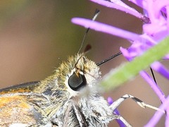 Hesperia woodgatei