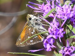 Hesperia woodgatei