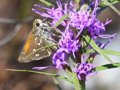 Hesperia woodgatei