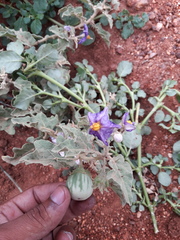 Solanum surattense