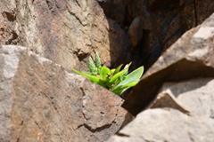 Orostachys maximowiczii