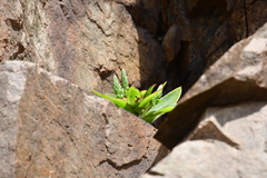 Orostachys maximowiczii