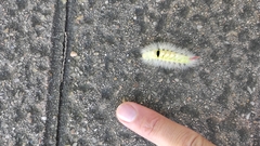 Calliteara pudibunda