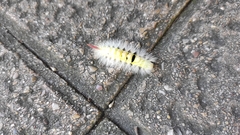 Calliteara pudibunda