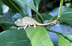 Nadzikambia mlanjensis