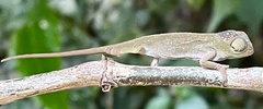 Nadzikambia mlanjensis