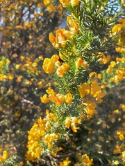 Aspalathus excelsa