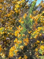 Aspalathus excelsa