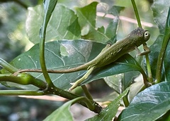 Nadzikambia mlanjensis