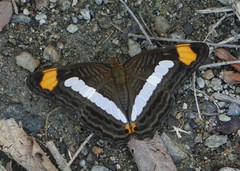 Adelpha iphicleola