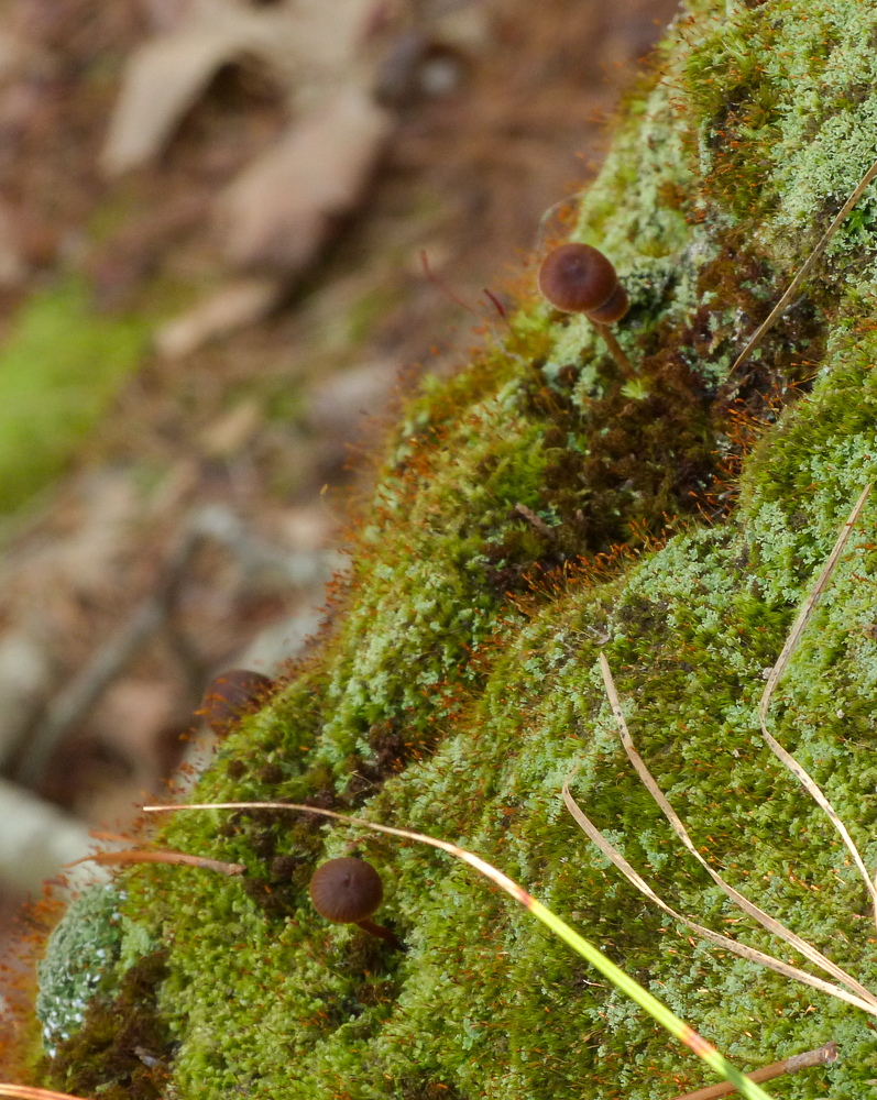 Deconica rhomboidospora