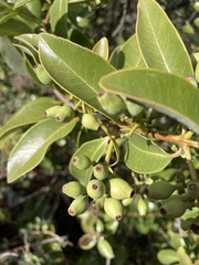 Santalum paniculatum