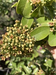 Santalum paniculatum