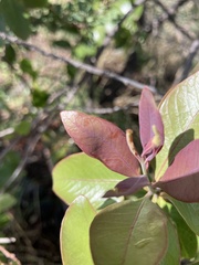 Santalum paniculatum